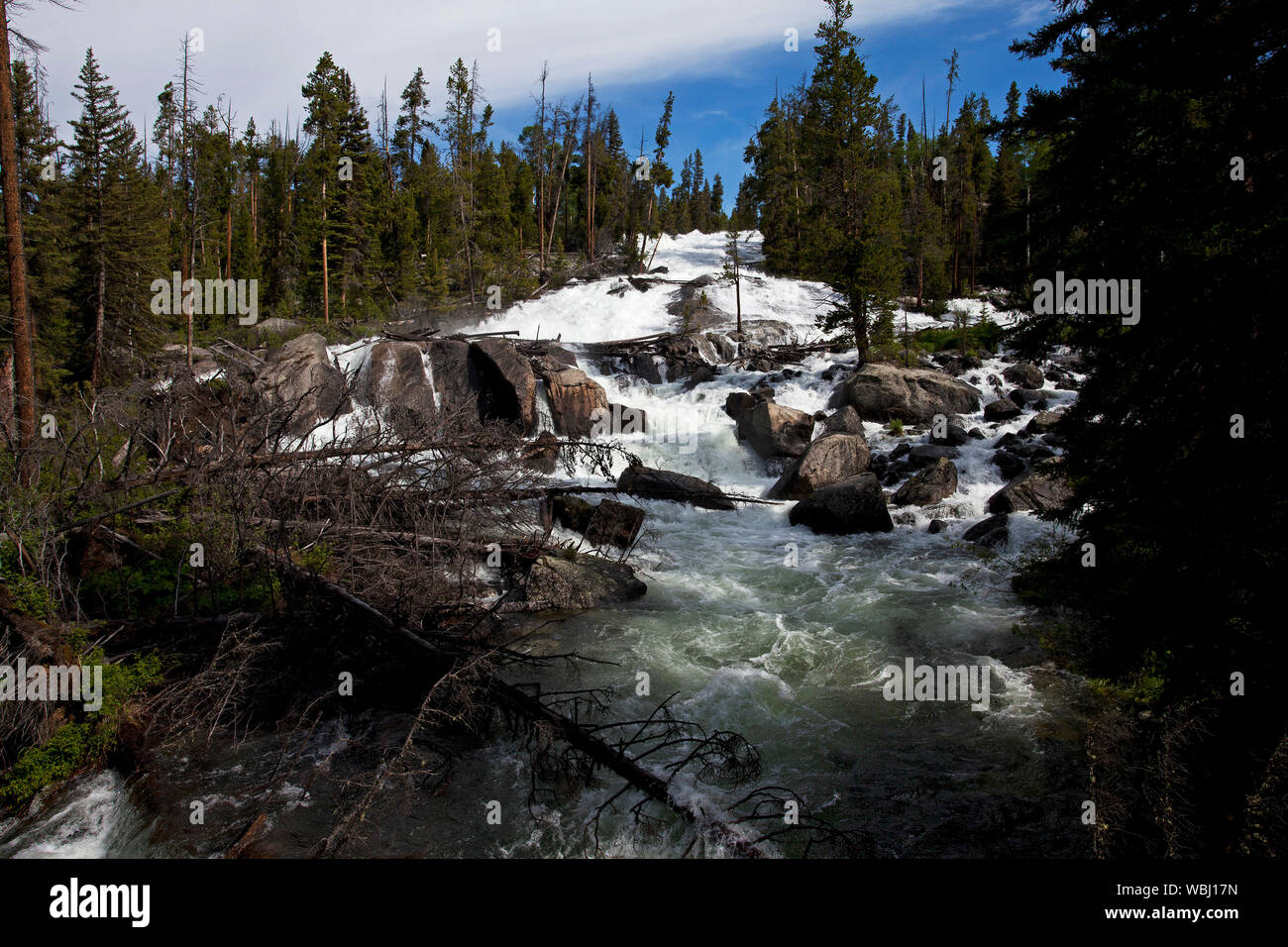 Waterfall and Lodgepole pine Pinus contorta on Crazy Creek Montana USA June 2015 Stock Photo