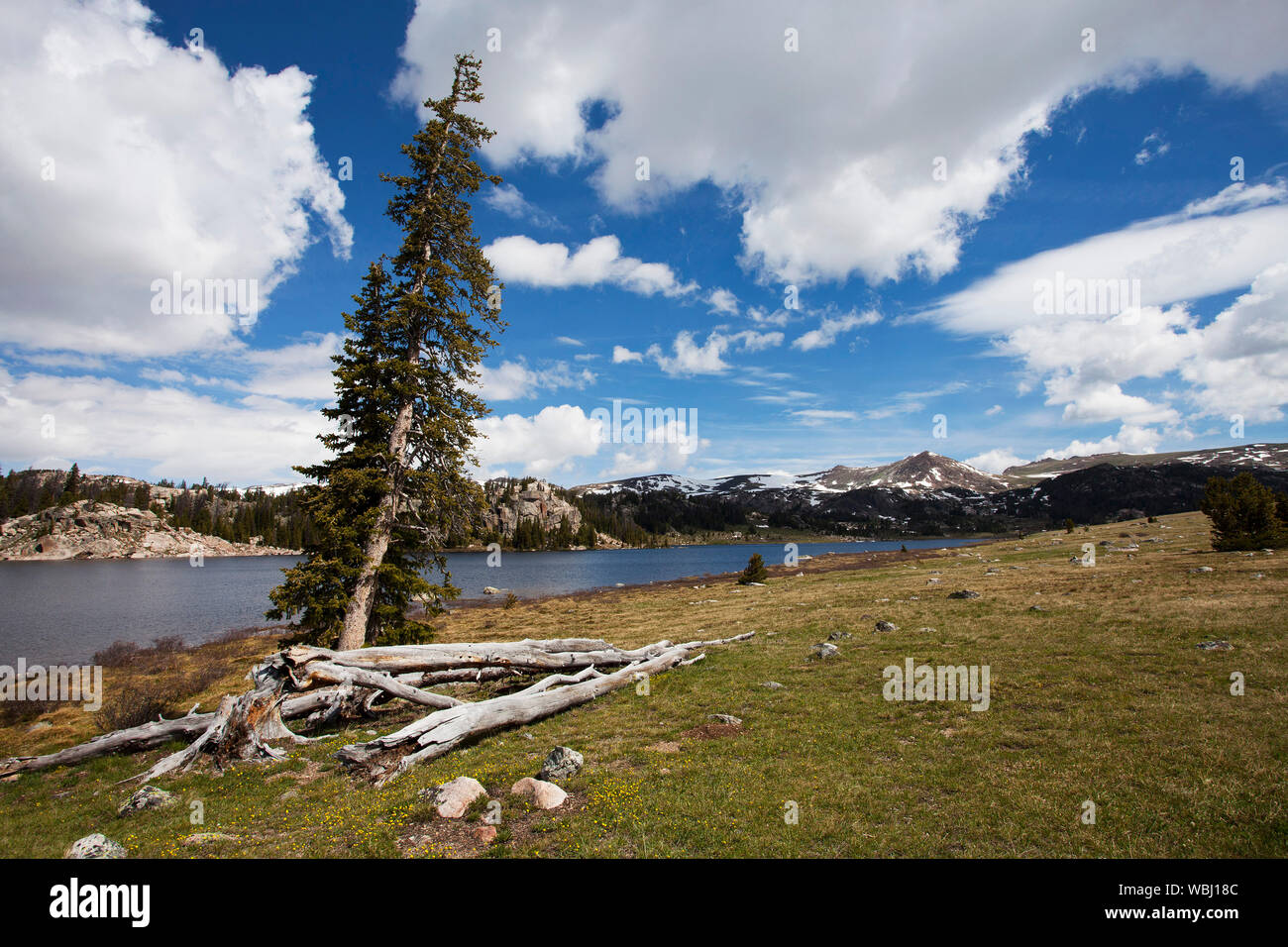 Lake and Lodgepole pines near the end of the Bear Tooth Pass Wyoming USA June 2015 Stock Photo