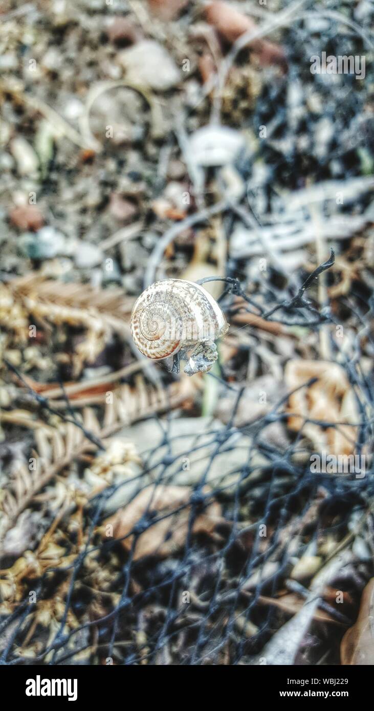 Dead snail hires stock photography and images Alamy