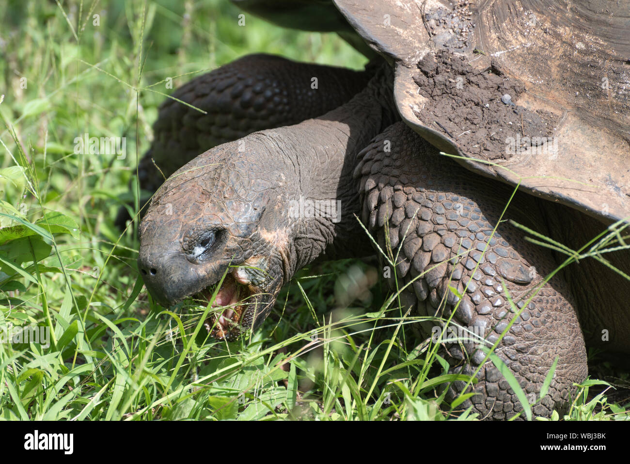 Galapagos giant tortoise on Santa Cruz Island in Galapagos National Park, Ecuador, South America. Stock Photo