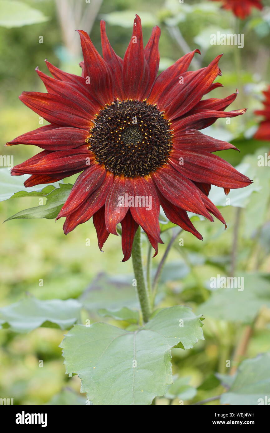 Helianthus annuus 'Velvet Queen' sunflower flowering in late summer. UK garden Stock Photo