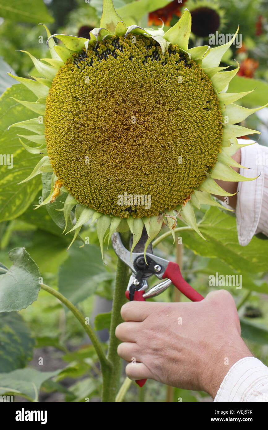 Helianthus annuus. Cutting down a sunflower head to dry for seed saving in late summer. UK Stock Photo