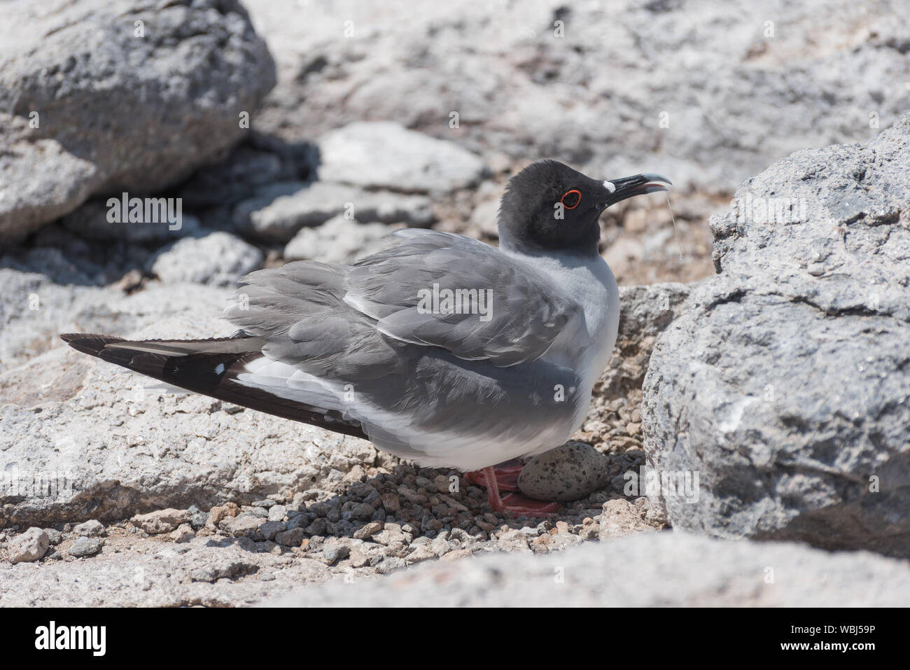 Swallow tailed gull with its egg on South Plaza, Galapagos Island, Ecuador, South America. Stock Photo