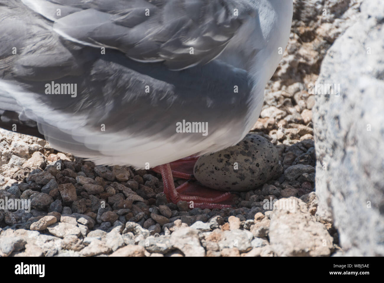 Swallow tailed gull with its egg on South Plaza, Galapagos Island, Ecuador, South America. Stock Photo