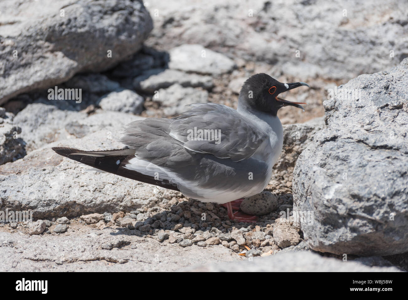 Swallow tailed gull with its egg on South Plaza, Galapagos Island, Ecuador, South America. Stock Photo