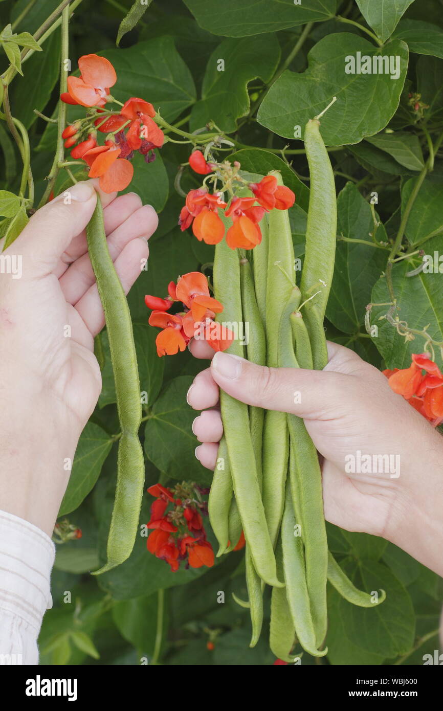 Phaseolus coccineus. Picking 'Scarlet Emperor' runner beans in summer. UK Stock Photo