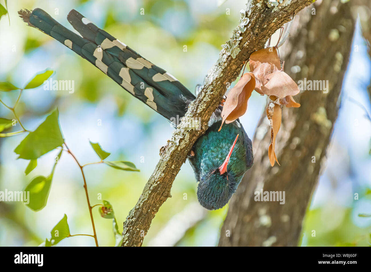 A Green wood-hoopoe, Phoeniculus purpereus, in an upside-down position Stock Photo