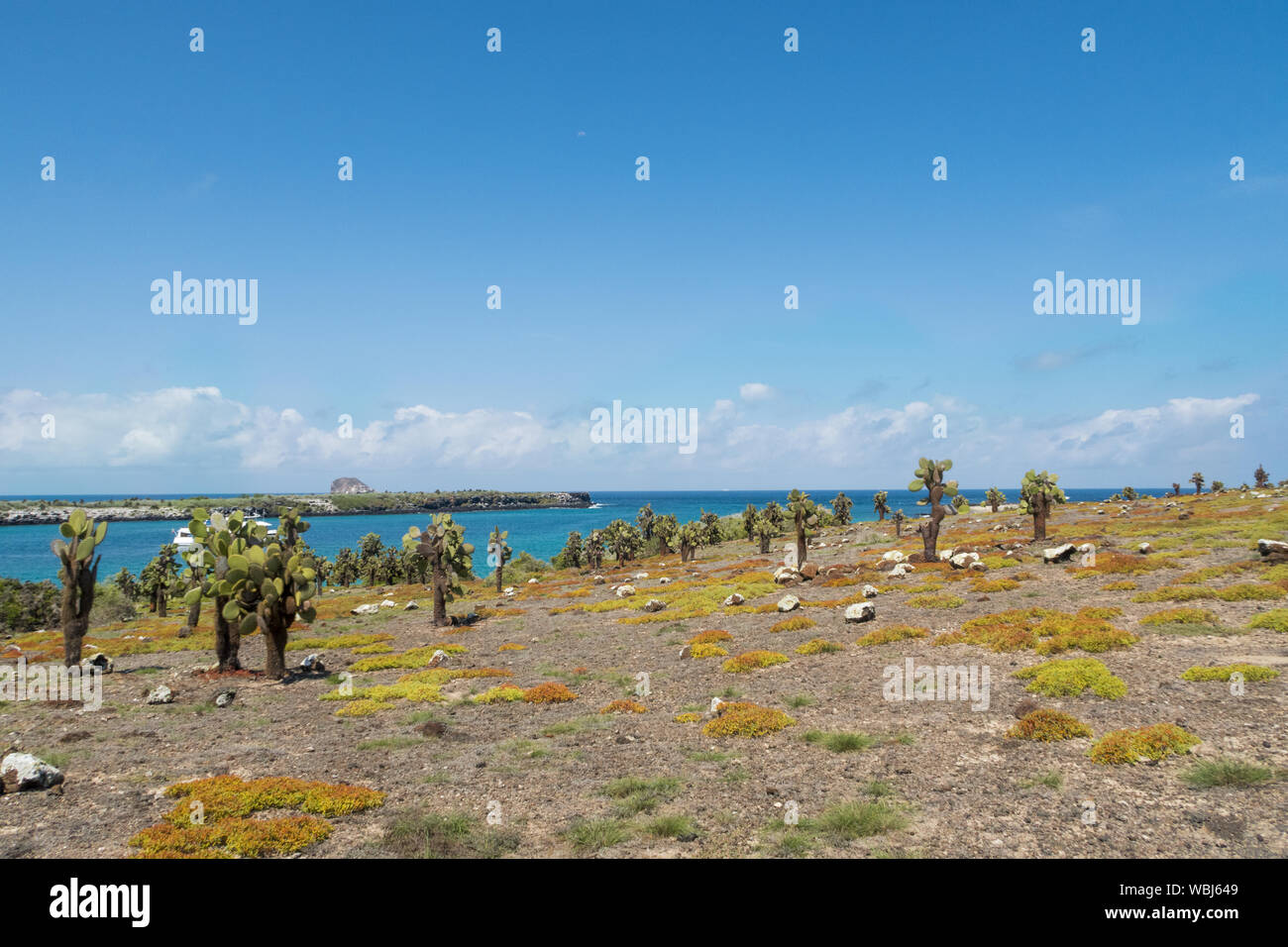 Giant Prickly Pear Cactus (Opuntia echios barringtonensis) on South plaza, Galapagos Islands, Ecuador, South America. Stock Photo