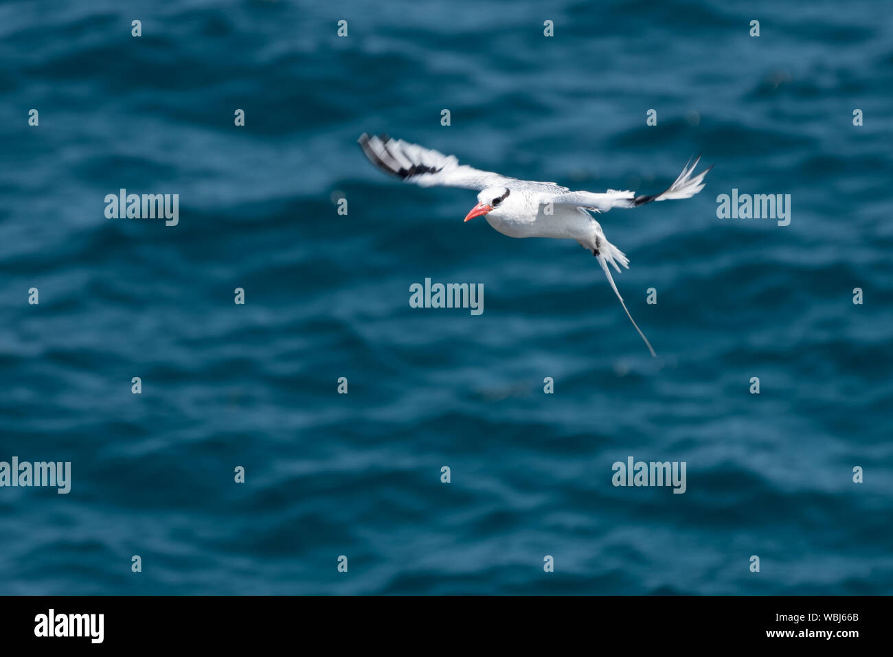 Red-billed Tropicbird (Phaethon aethereus) in flight over the Pacific ocean near South Plaza Island, Galapagos Islands, Ecuador. Stock Photo