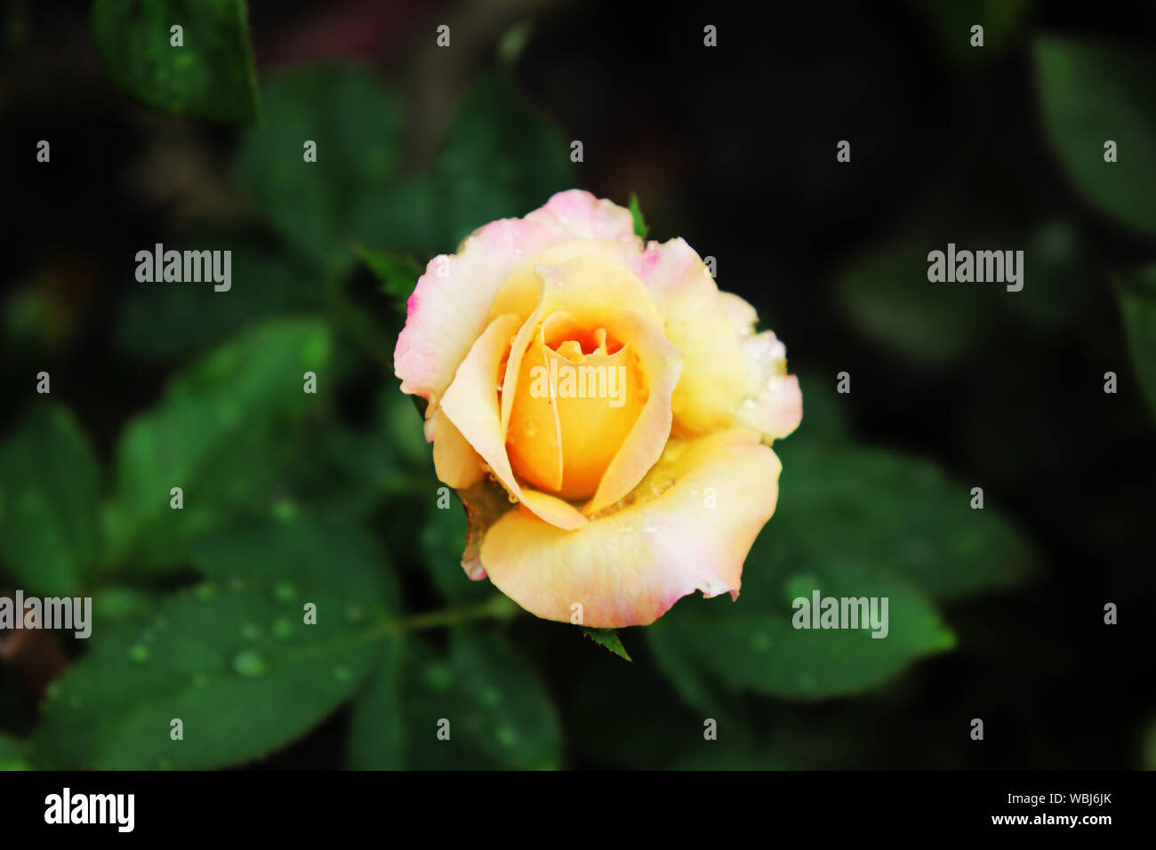 Yellow rose flowers on the tree with green leaves background Stock