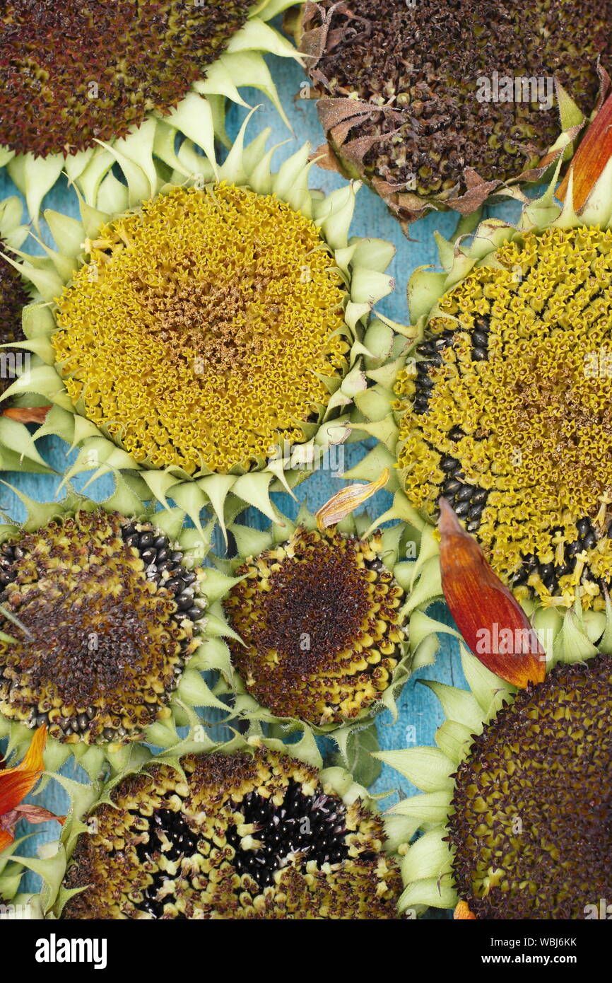 Helianthus annuus. Sunflowers seedheads drying before harvesting seeds