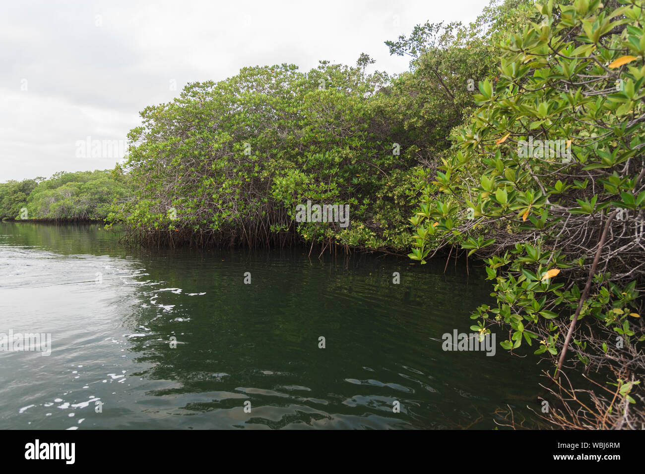 Mangrove Forest at Black Turtle Cove, Santa Cruz, Galapagos Island, Ecuador, South America. Stock Photo