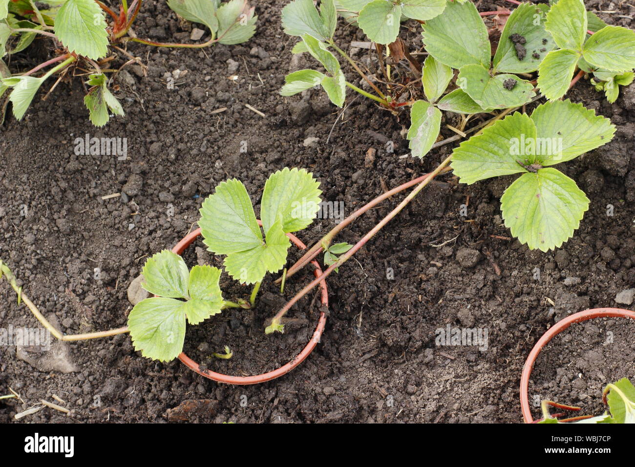 Strawberry runners. Propagating new strawberry plants from runners in late summer. UK Stock