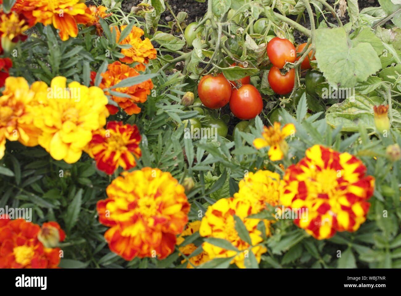 Solanum lycopersicum 'Outdoor Girl' and Tagetes patula. Companion planting of tomatoes and French marigolds to help deter tomato pests. UK Stock Photo