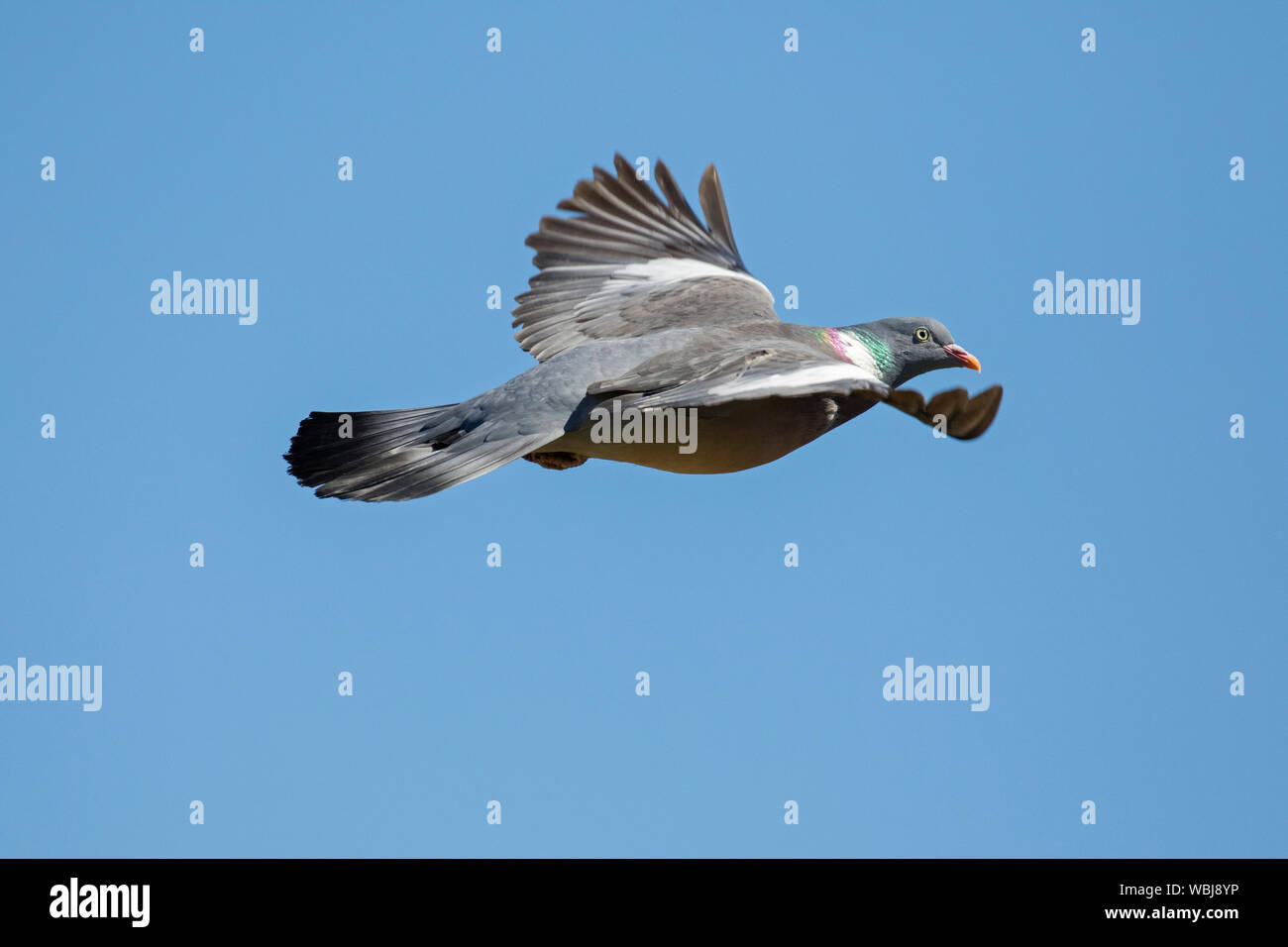 Common wood pigeon (Columba palumbus) in flight against blue sky Stock Photo