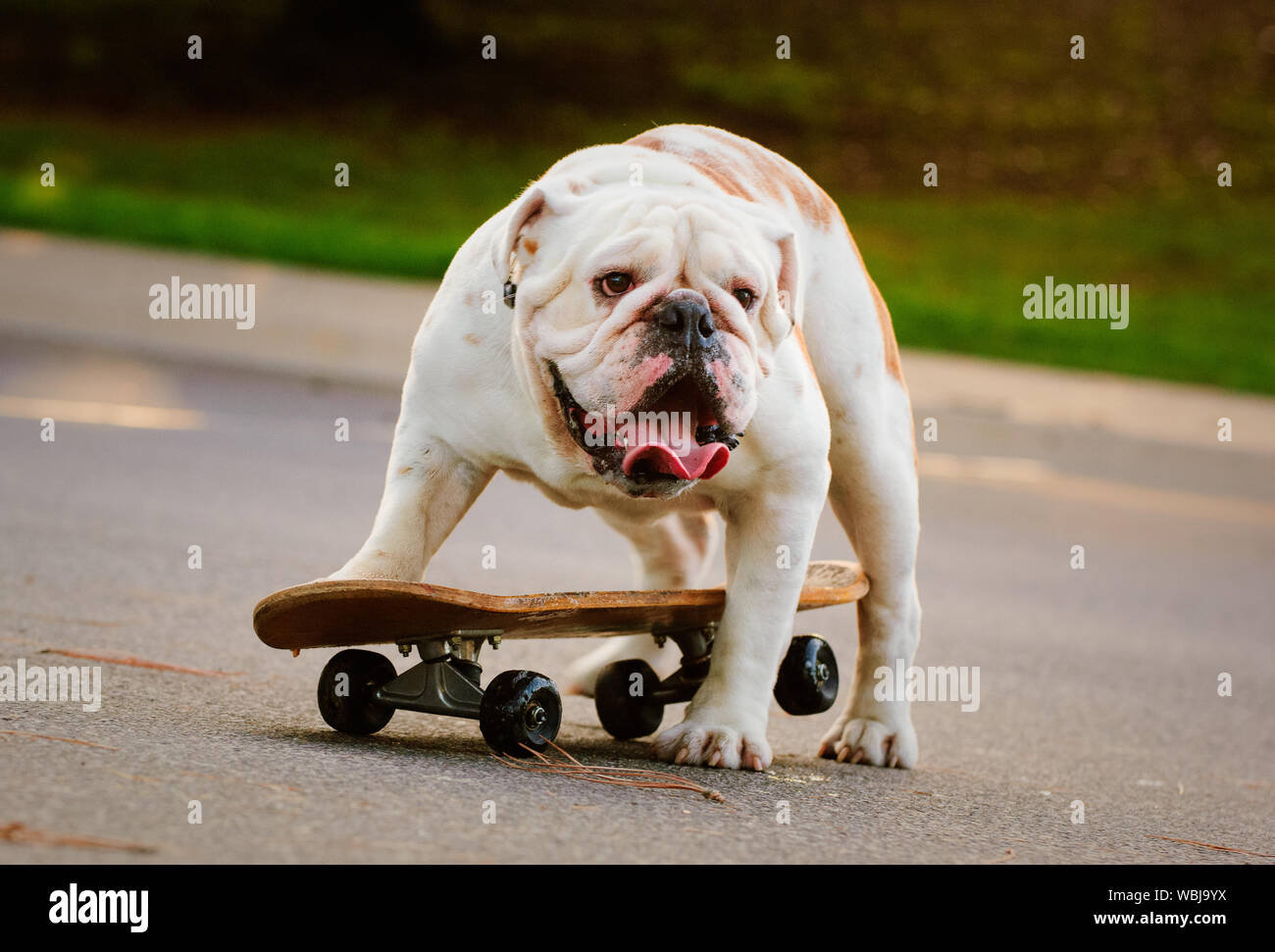 Dog skateboarding hi-res stock photography and images - Alamy