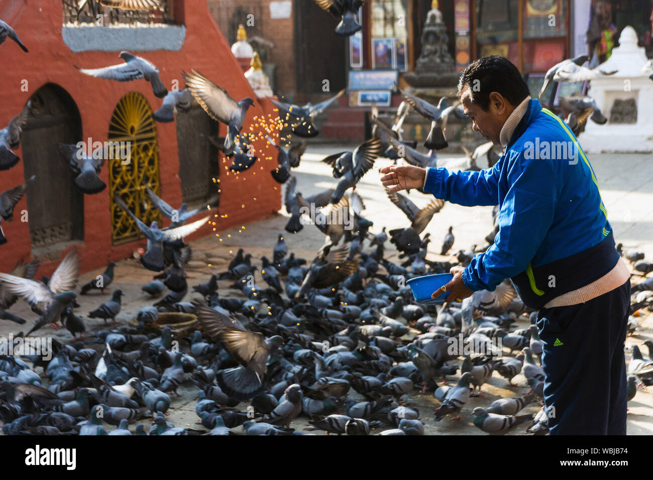 Local Nepali man throwing grains to feed pigeons in the courtyard of