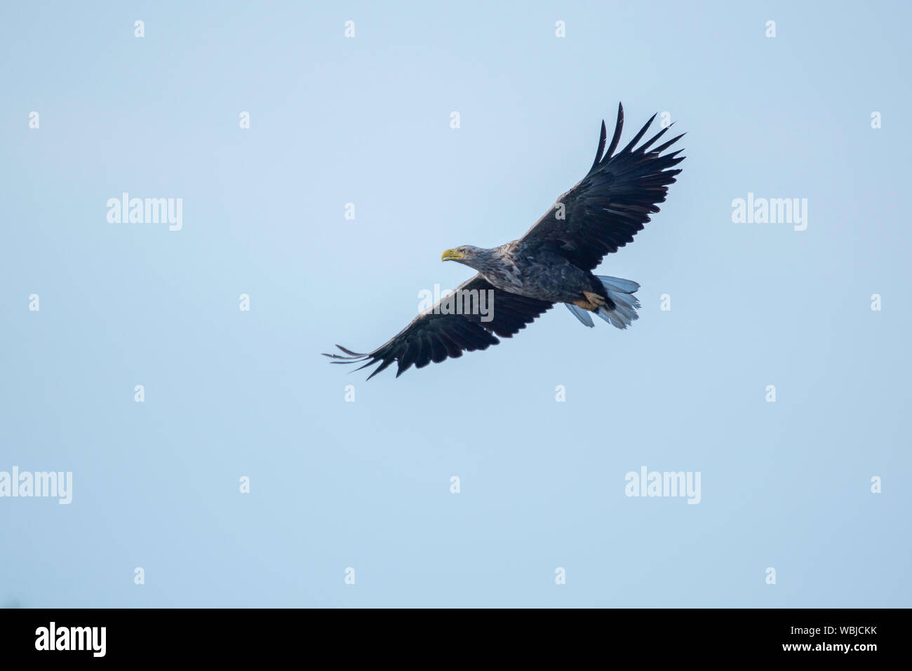 The white-tailed eagle in flight Stock Photo
