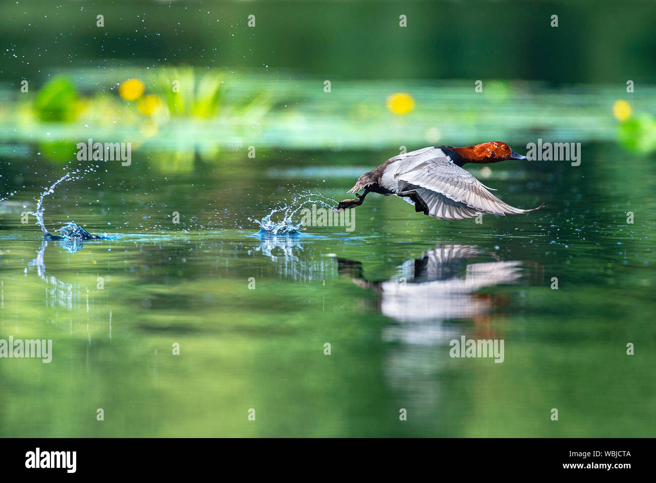 A wild duck taking off above water with it's body reflecting in the water. Stock Photo