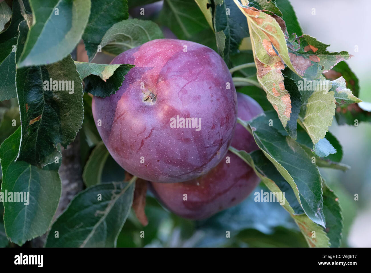 Close-up of Blue Moon Columnar Apple Tree apples: Starline 'Blue Moon',  Malus pumila also referred to as Malus domestica and Malus sylvestris Stock Photo