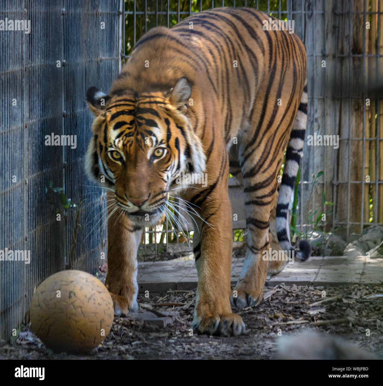 Tiger Cage High Resolution Stock Photography and Images Alamy