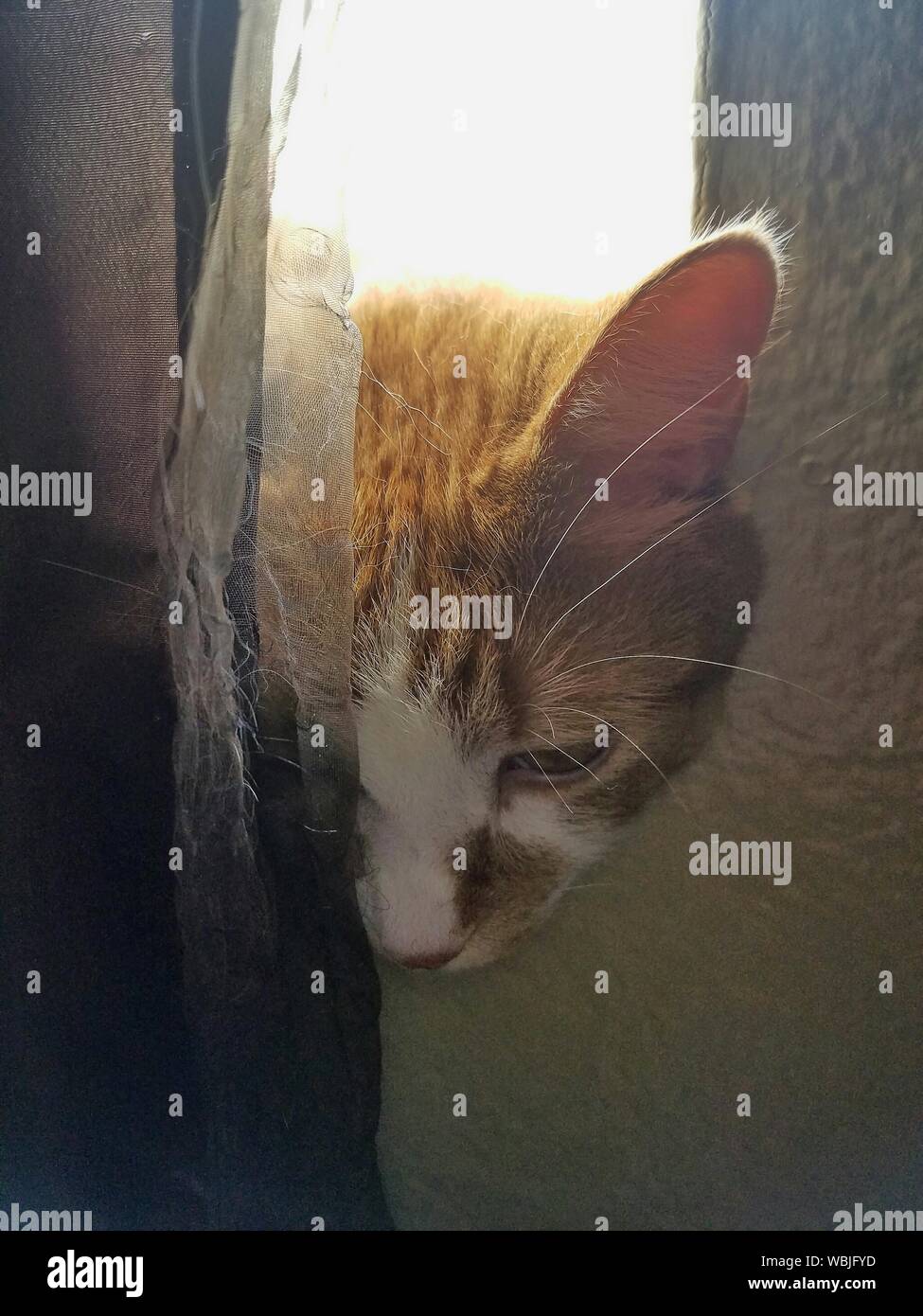 Closeup Of Cat Hiding Behind Curtain Stock Photo Alamy