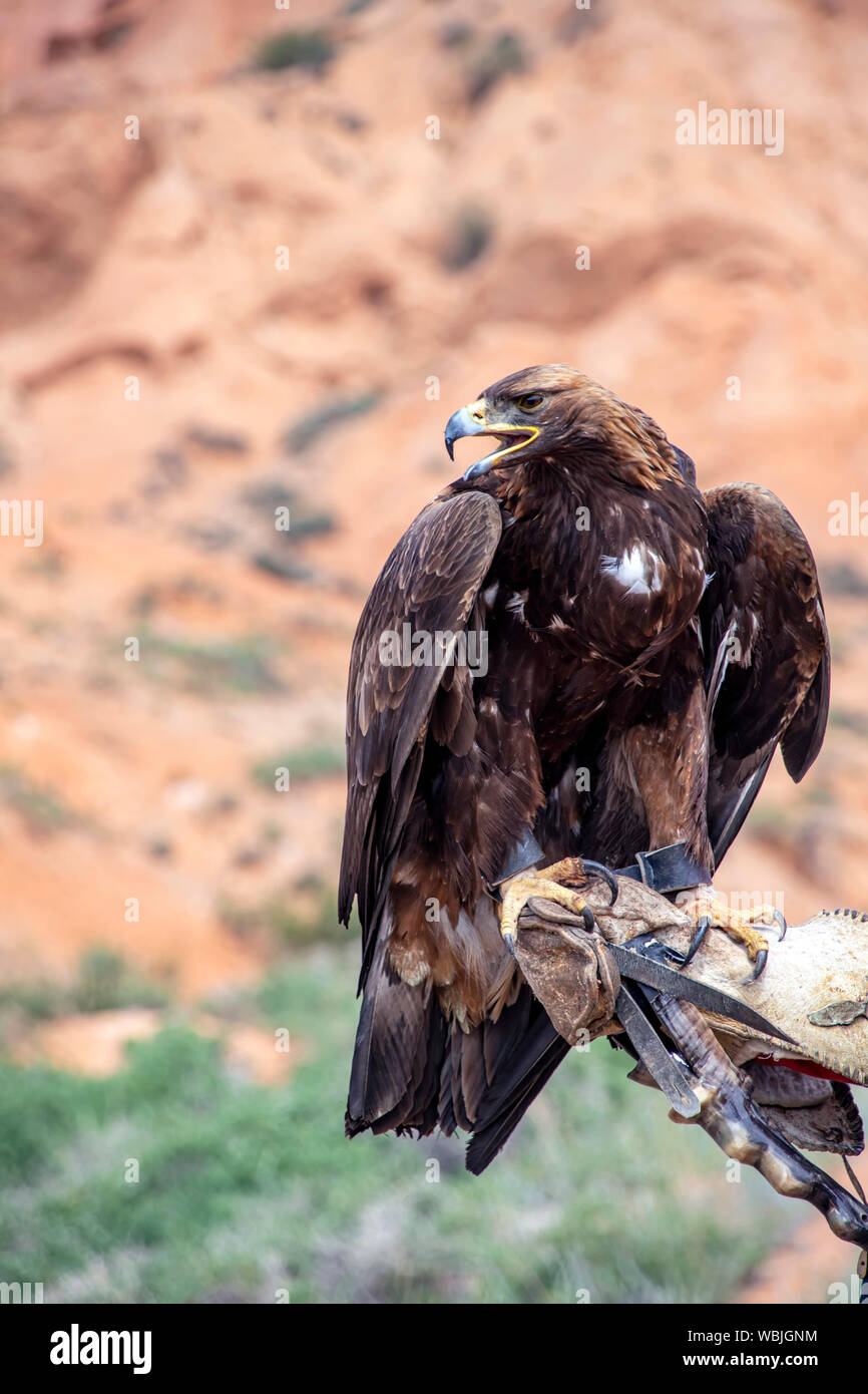 Eagle And His Owner Stock Photos Eagle And His Owner Stock