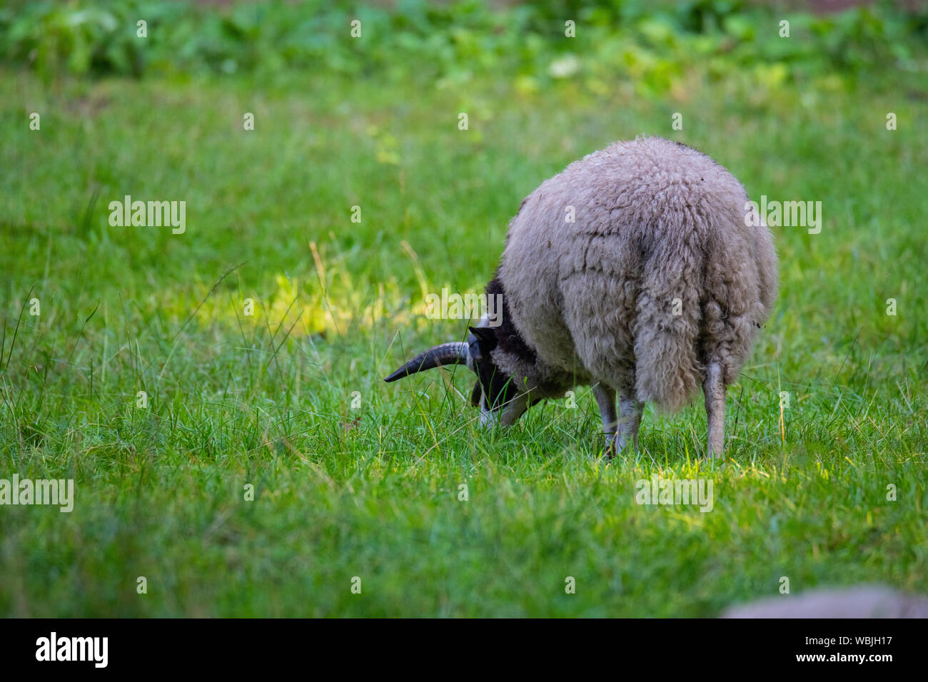 Jacob sheep eat grass in a meadow and rest in the warm weather Stock ...