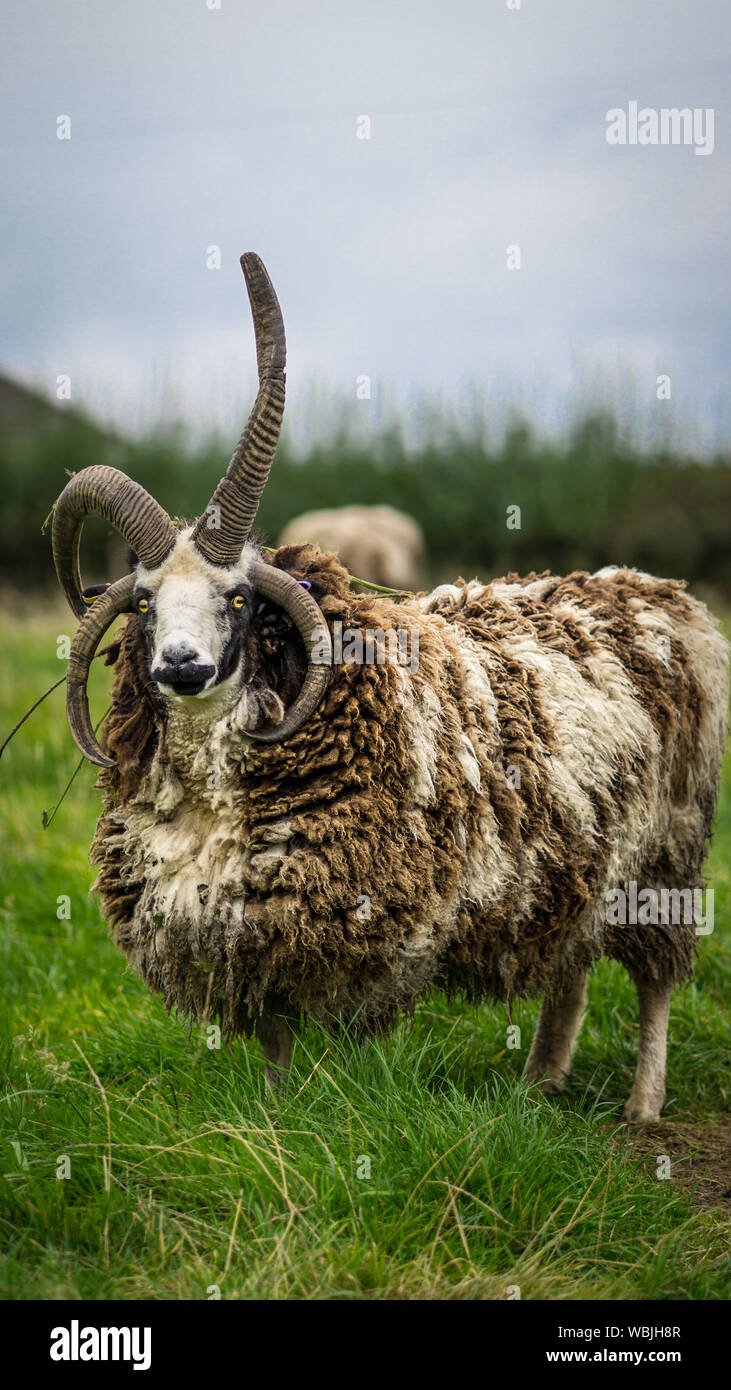 Close-up Of Sheep Grazing On Grassy Field Stock Photo
