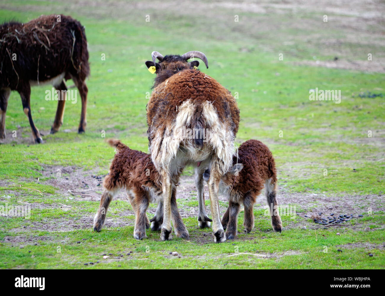 domestic-animals-at-farm-stock-photo-alamy
