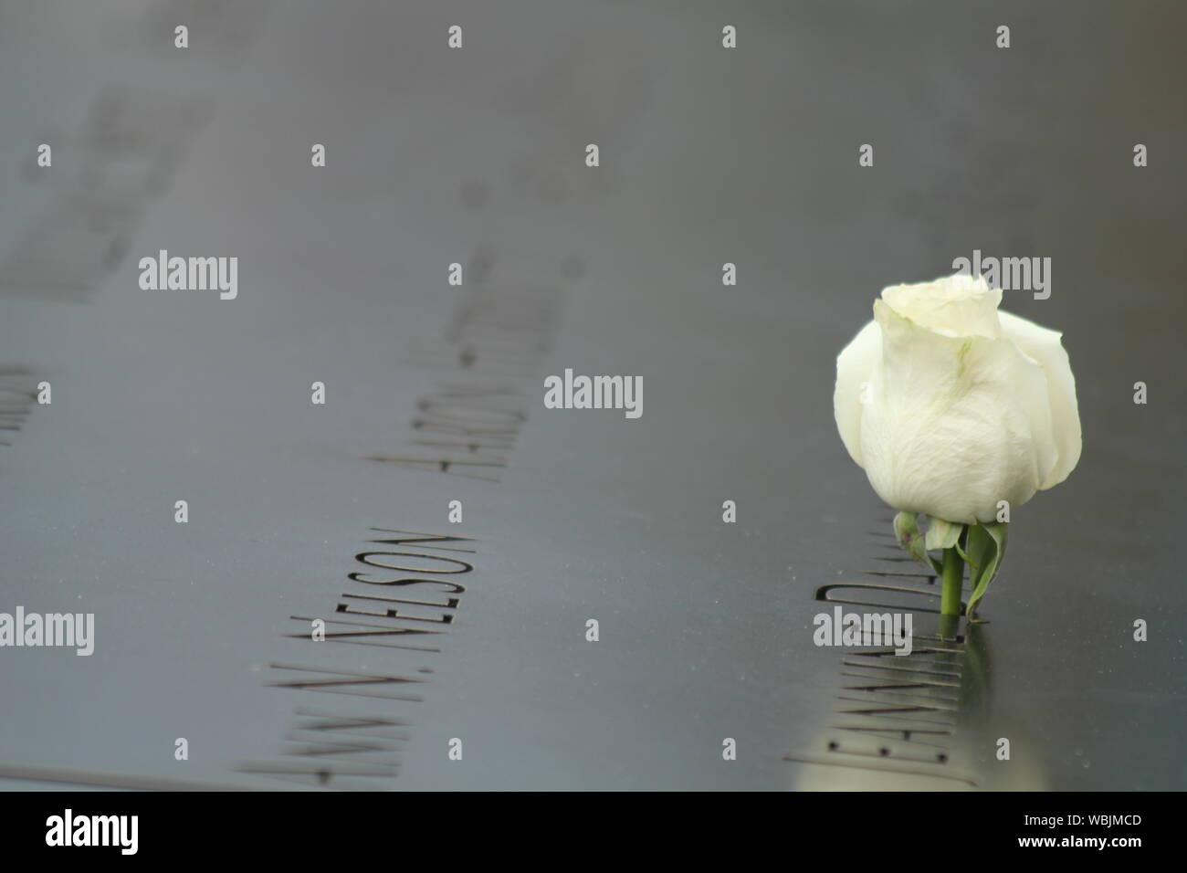 Flower rose grave hi-res stock photography and images - Alamy