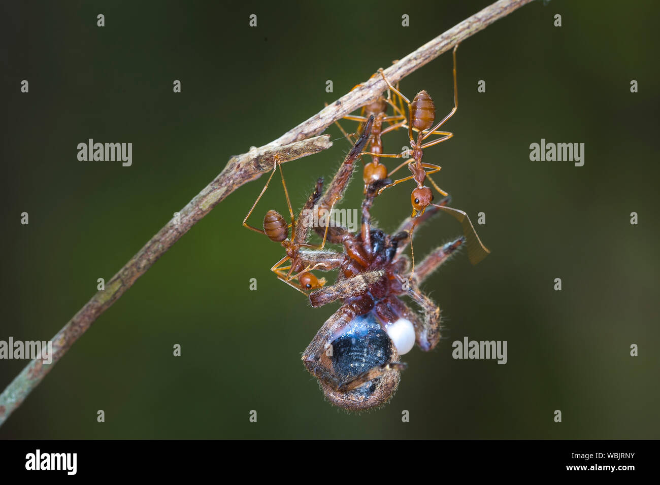 Ants Carrying Dead Insect High Resolution Stock Photography and Images ...