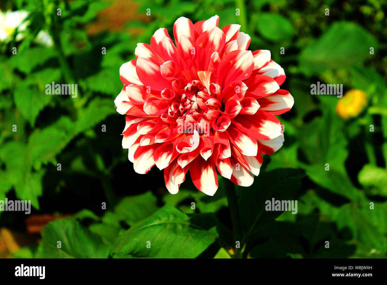 A flower cannot blossom without sunshine Stock Photo Alamy