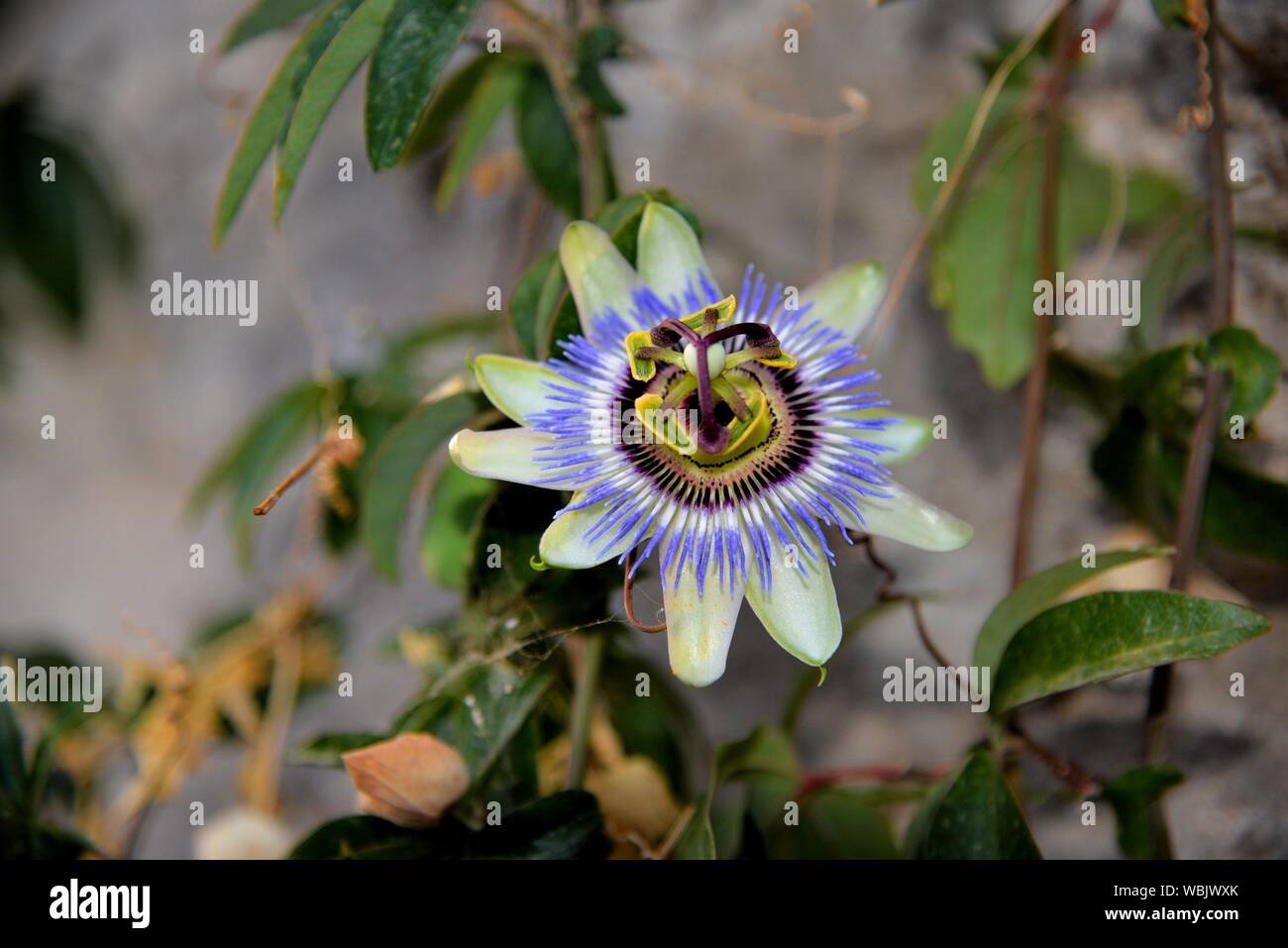 Passion Flower Leaves High Resolution Stock Photography And Images Alamy