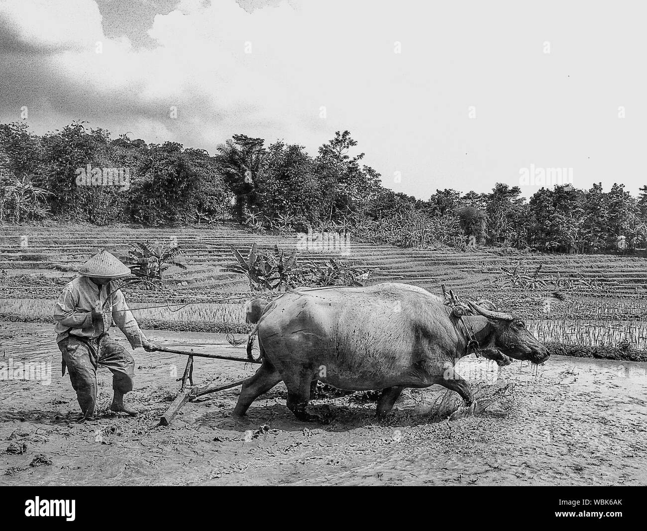 Farmer walking with his water buffalo Black and White Stock Photos