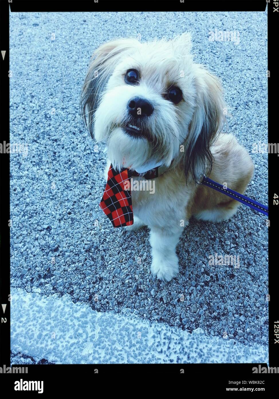 dog wearing tie