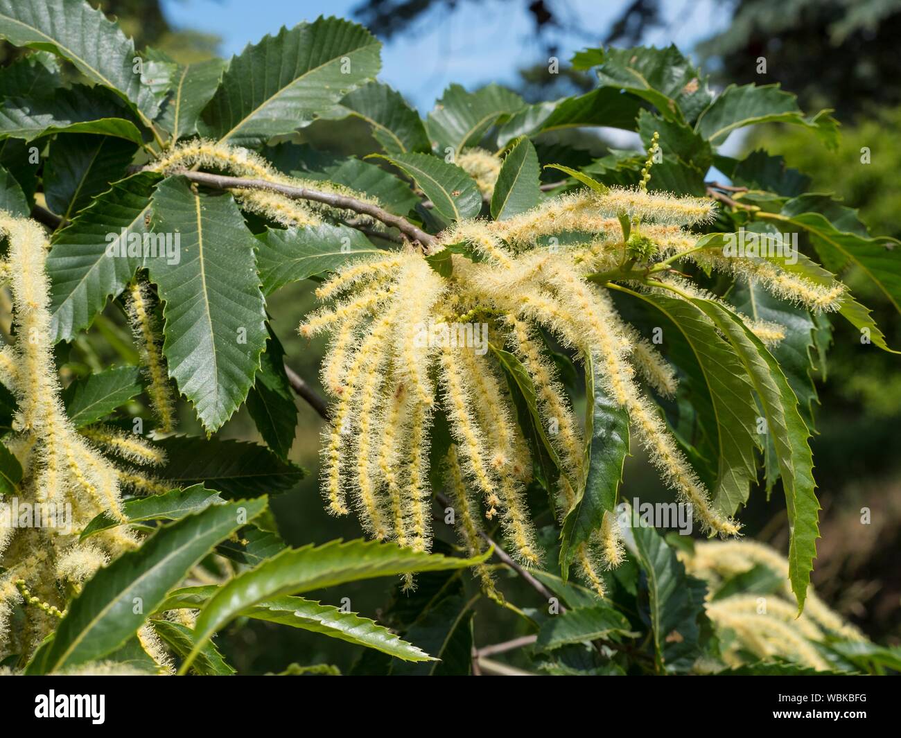 Castanea sativa, sweet chestnut, in flower. Stock Photo
