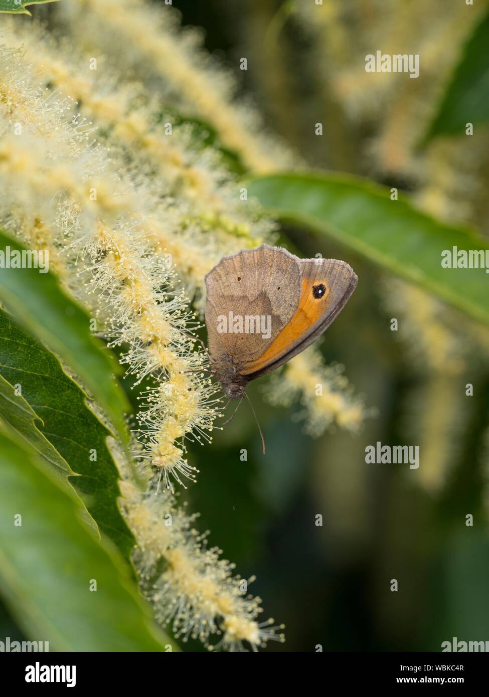 Maniola jurtina, Meadow Brown butterfly feeding on Castanea sativa, sweet chestnut, in flower. Stock Photo