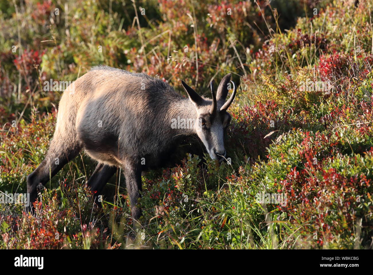 Chamois (Rupicapra rupicapra) Vosges Mountains, France Stock Photo Alamy