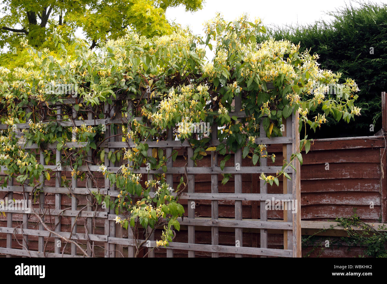 LONICERA SIMILIS VARIETY. DELAVAYI. HONEYSUCKLE Stock Photo