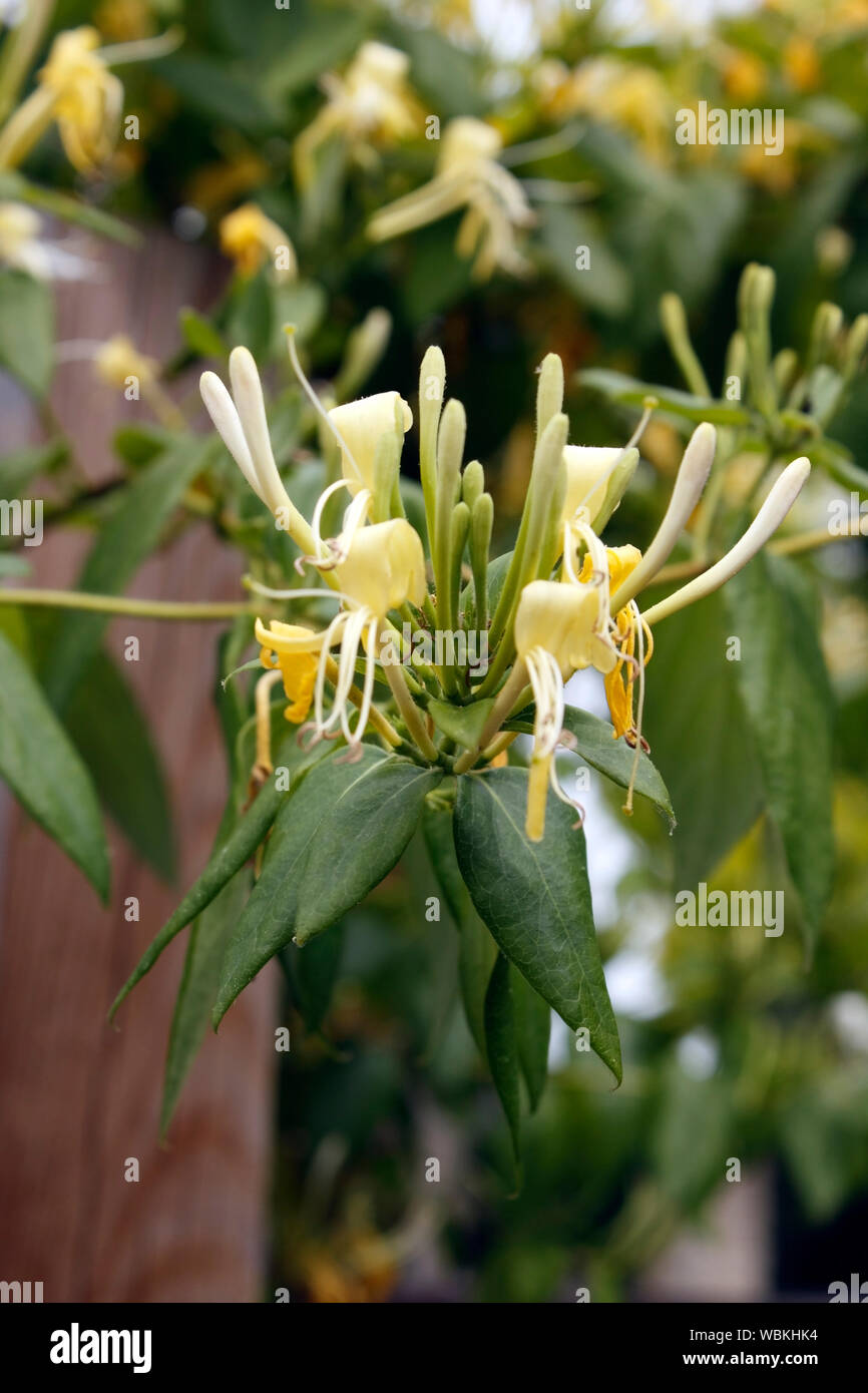 LONICERA SIMILIS VARIETY. DELAVAYI. HONEYSUCKLE Stock Photo - Alamy