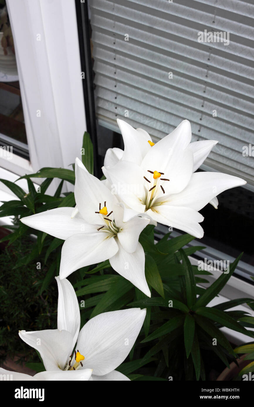 LILIUM BRIGHT DIAMOND. WHITE LILY Stock Photo