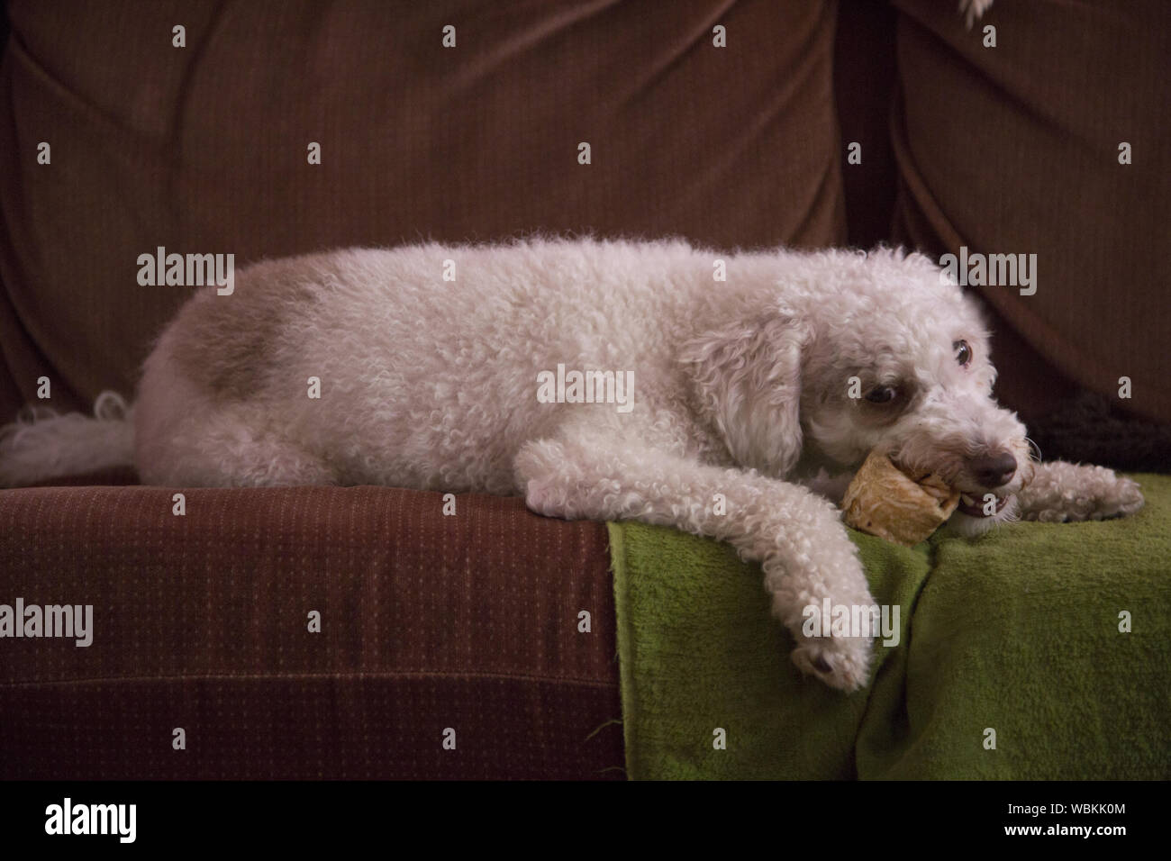 Portrait of a pooch on the couch. (Poodle/Terrier mix) Stock Photo