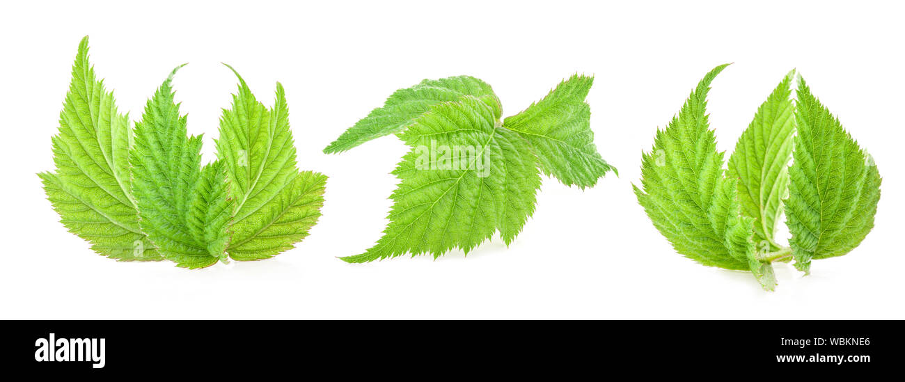 Raspberry leaf isolated on white background Stock Photo