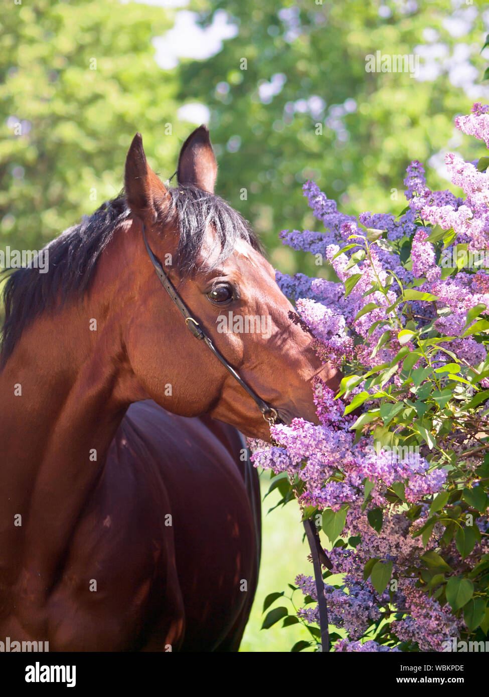 Brown Horse Eating Plants Stock Photo Alamy