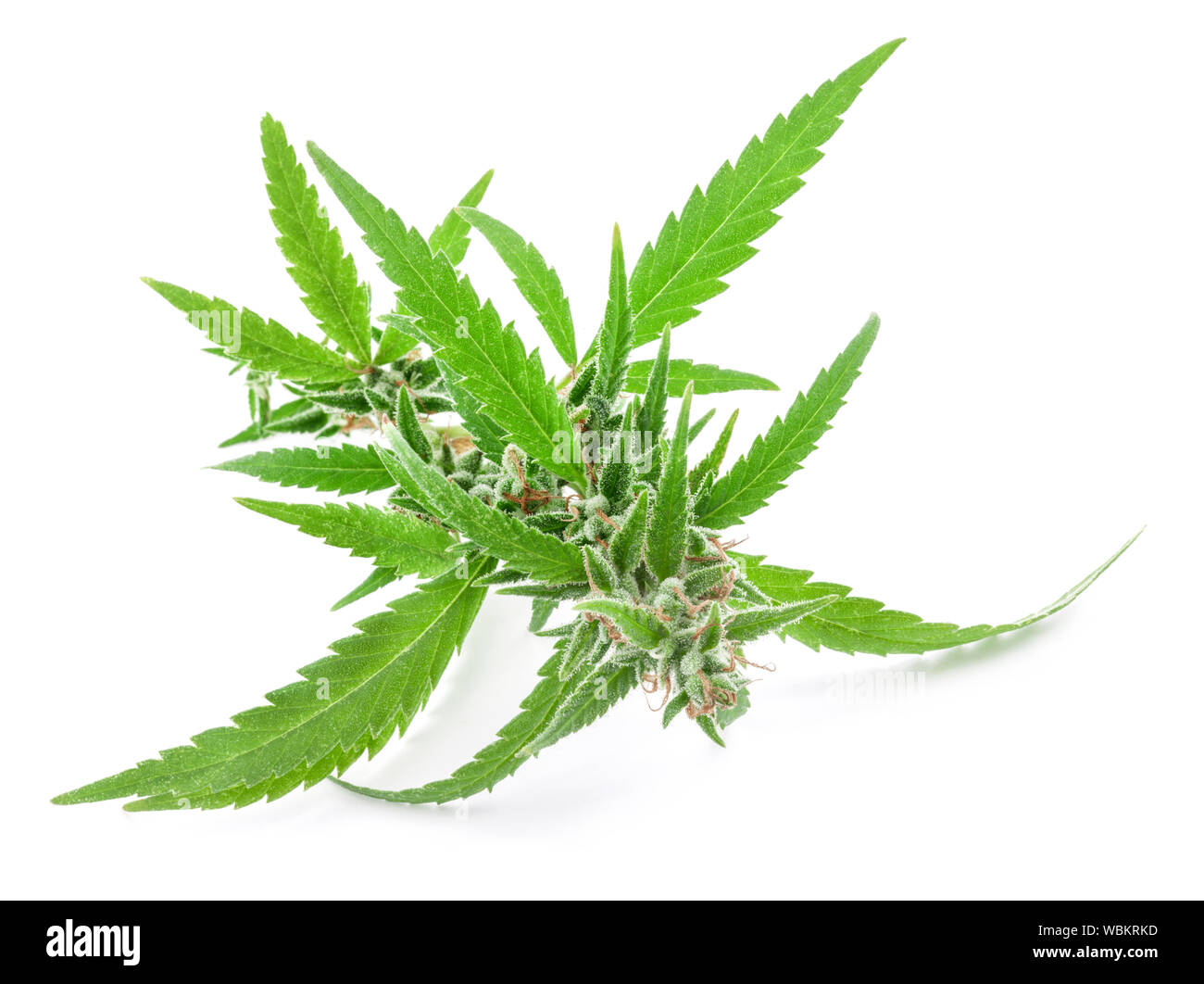 Fresh Medical cannabis isolated on white background. Therapeutic and medicinal cannabis Stock Photo