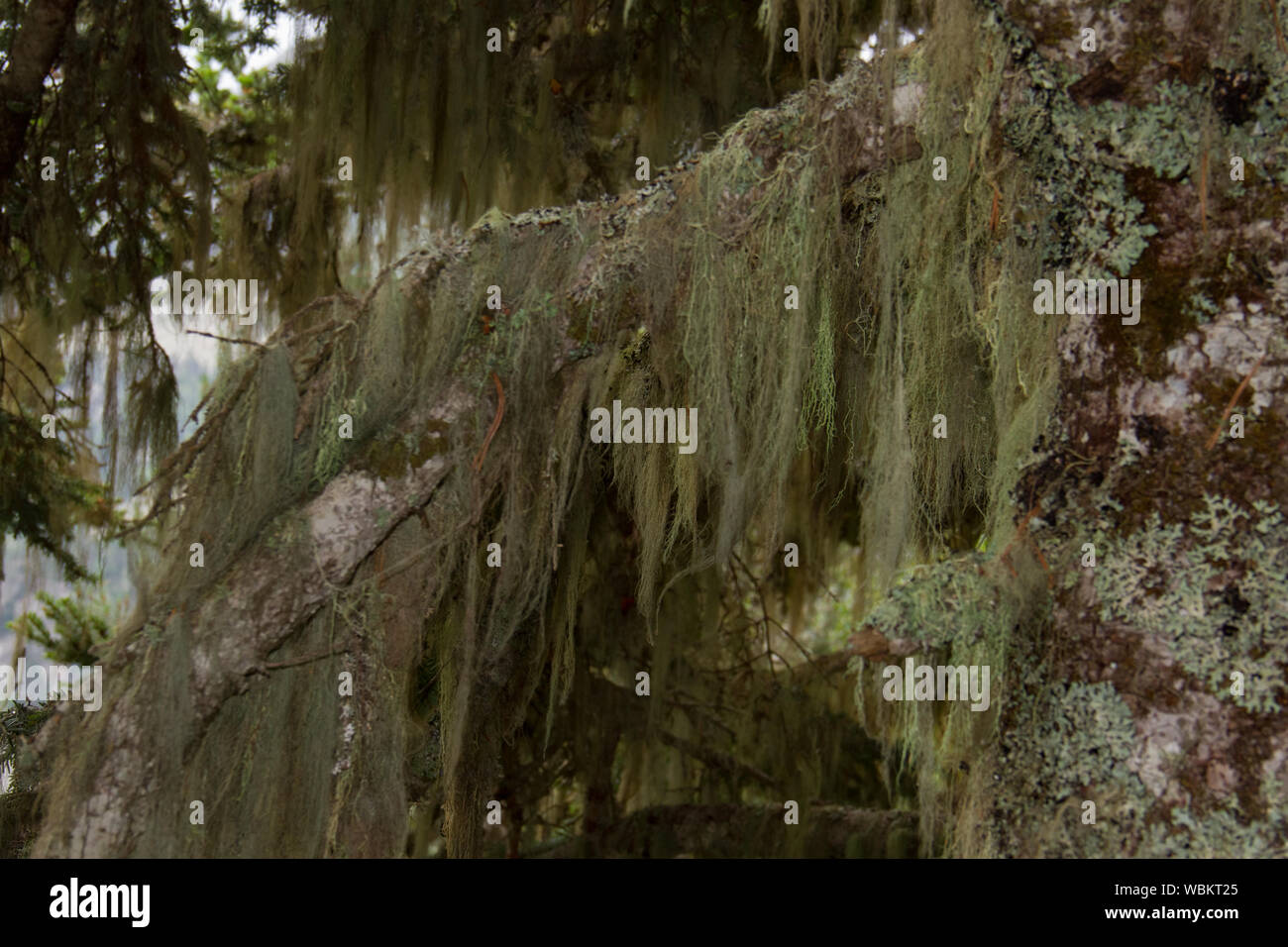 Beard lichens, also known as old man’s beard, on old pine trees Stock Photo