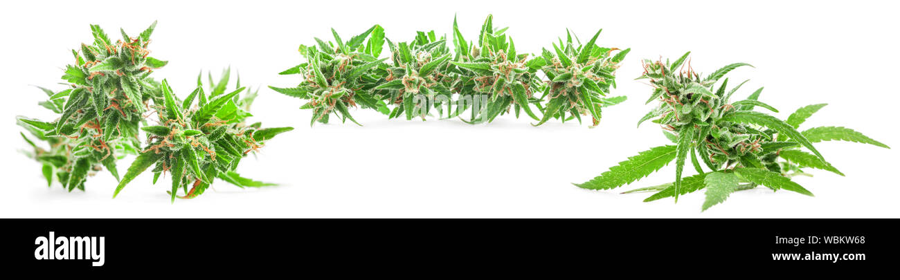 Fresh Medical marijuana isolated on white background. Therapeutic and Medical cannabis Stock Photo