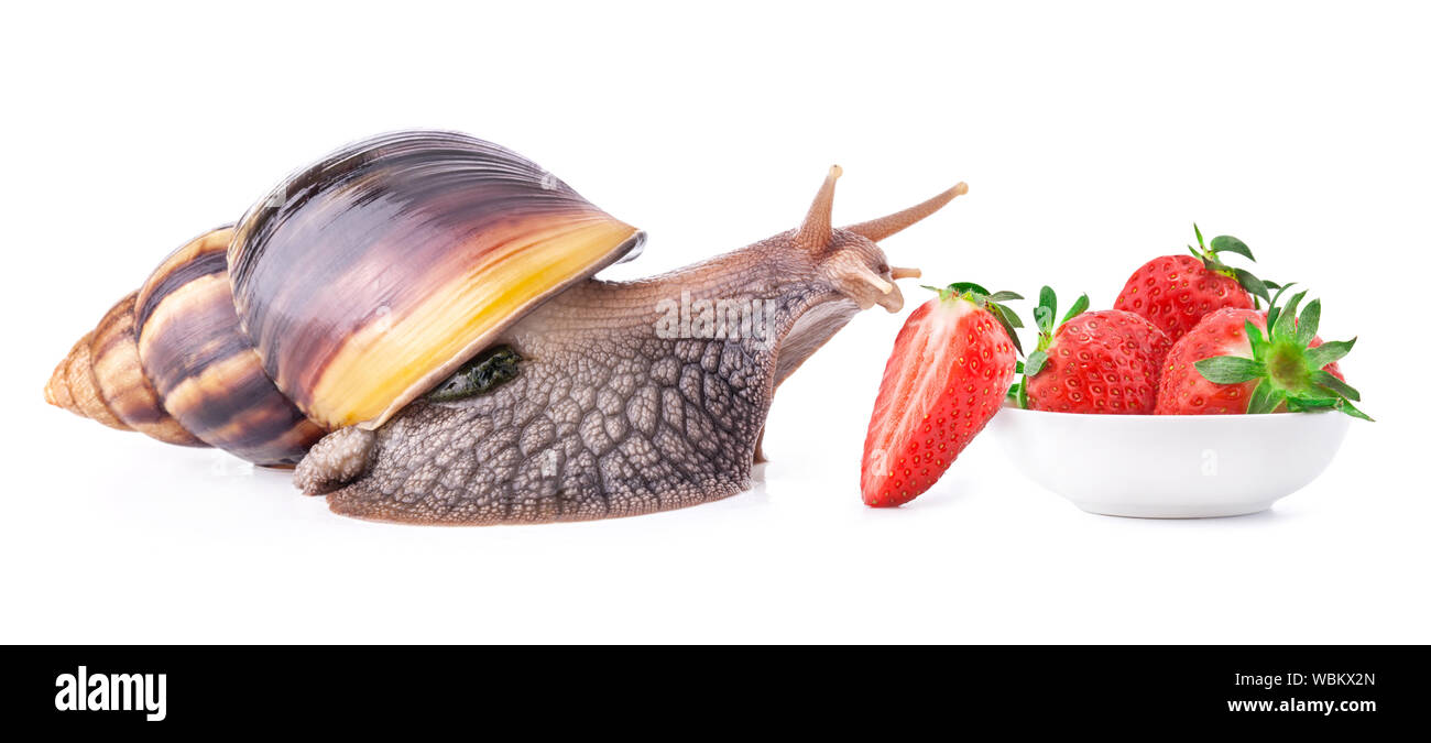 Giant African land snail (Achatina fulica) isolated on a white background Stock Photo
