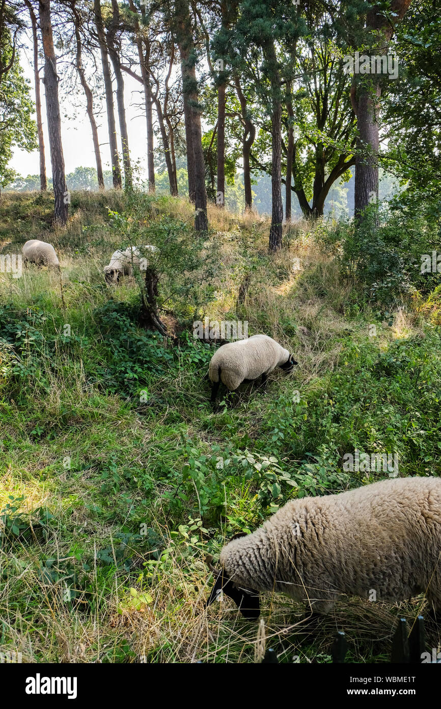 Norfolk horn sheep on hampstead heath hires stock photography and